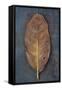 Cherry Laurel-Den Reader-Framed Stretched Canvas
