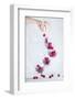 Cherry on top-Dina Belenko-Framed Photographic Print