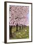 Cherry Orchard Blossoms-Lantern Press-Framed Art Print