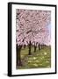 Cherry Orchard Blossoms-Lantern Press-Framed Art Print