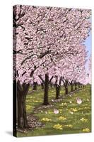 Cherry Orchard Blossoms-Lantern Press-Stretched Canvas