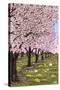 Cherry Orchard Blossoms-Lantern Press-Stretched Canvas