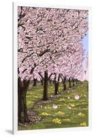 Cherry Orchard Blossoms-Lantern Press-Framed Art Print