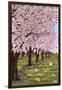 Cherry Orchard Blossoms-Lantern Press-Framed Art Print