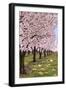 Cherry Orchard Blossoms-Lantern Press-Framed Art Print