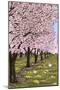 Cherry Orchard Blossoms-Lantern Press-Mounted Art Print