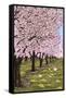 Cherry Orchard Blossoms-Lantern Press-Framed Stretched Canvas