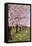 Cherry Orchard Blossoms-Lantern Press-Framed Stretched Canvas