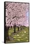 Cherry Orchard Blossoms-Lantern Press-Framed Stretched Canvas