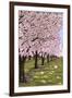 Cherry Orchard Blossoms-Lantern Press-Framed Art Print