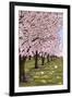 Cherry Orchard Blossoms-Lantern Press-Framed Art Print