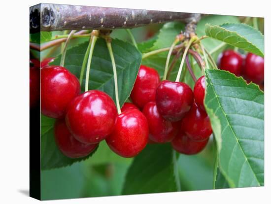 Cherry Orchard, Central Otago, South Island, New Zelaland-David Wall-Stretched Canvas