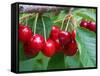 Cherry Orchard, Central Otago, South Island, New Zelaland-David Wall-Framed Stretched Canvas