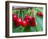 Cherry Orchard, Central Otago, South Island, New Zelaland-David Wall-Framed Photographic Print