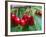 Cherry Orchard, Central Otago, South Island, New Zelaland-David Wall-Framed Photographic Print