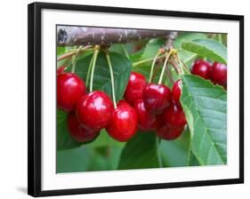 Cherry Orchard, Central Otago, South Island, New Zelaland-David Wall-Framed Photographic Print