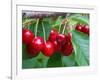 Cherry Orchard, Central Otago, South Island, New Zelaland-David Wall-Framed Photographic Print