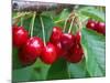 Cherry Orchard, Central Otago, South Island, New Zelaland-David Wall-Mounted Photographic Print