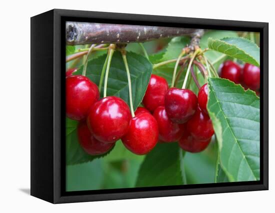 Cherry Orchard, Central Otago, South Island, New Zelaland-David Wall-Framed Stretched Canvas