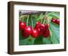 Cherry Orchard, Central Otago, South Island, New Zelaland-David Wall-Framed Photographic Print