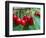 Cherry Orchard, Central Otago, South Island, New Zelaland-David Wall-Framed Photographic Print