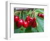 Cherry Orchard, Central Otago, South Island, New Zelaland-David Wall-Framed Photographic Print