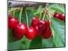 Cherry Orchard, Central Otago, South Island, New Zelaland-David Wall-Mounted Photographic Print