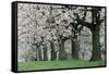Cherry Orchard Close-Up of Blossoms-null-Framed Stretched Canvas