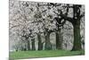 Cherry Orchard Close-Up of Blossoms-null-Mounted Photographic Print
