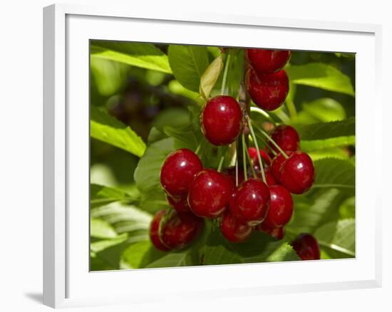 Cherry Orchard, Cromwell, Central Otago, South Island, New Zealand-David Wall-Framed Photographic Print