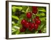 Cherry Orchard, Cromwell, Central Otago, South Island, New Zealand-David Wall-Framed Photographic Print