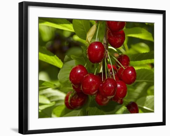 Cherry Orchard, Cromwell, Central Otago, South Island, New Zealand-David Wall-Framed Photographic Print