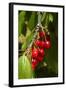 Cherry Orchard, Cromwell, Central Otago, South Island, New Zealand-David Wall-Framed Photographic Print