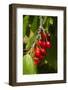 Cherry Orchard, Cromwell, Central Otago, South Island, New Zealand-David Wall-Framed Photographic Print