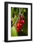 Cherry Orchard, Cromwell, Central Otago, South Island, New Zealand-David Wall-Framed Photographic Print