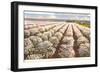 Cherry Orchard, Door County, Wisconsin-null-Framed Art Print