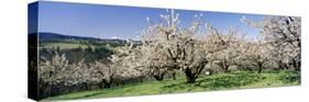 Cherry Orchard, Oregon, USA-null-Stretched Canvas