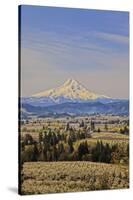 Cherry Orchards of the Oregon Columbia Gorge with Mt. Hood in the Back Drop-Terry Eggers-Stretched Canvas