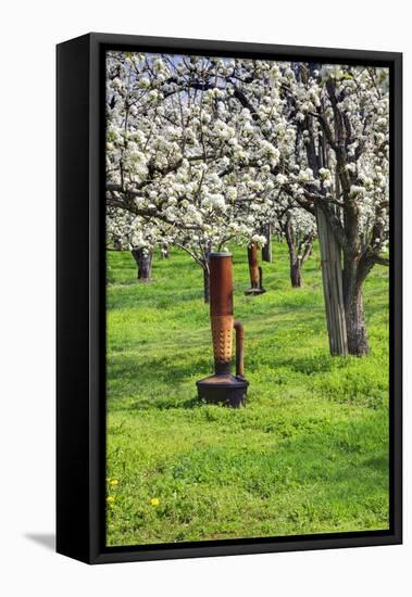 Cherry Orchards of the Oregon Columbia Gorge-Terry Eggers-Framed Stretched Canvas