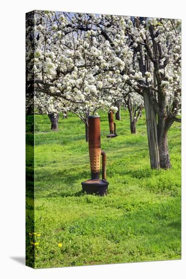 Cherry Orchards of the Oregon Columbia Gorge-Terry Eggers-Stretched Canvas
