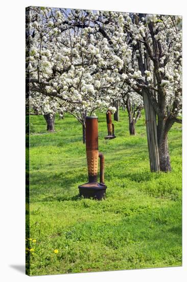 Cherry Orchards of the Oregon Columbia Gorge-Terry Eggers-Stretched Canvas