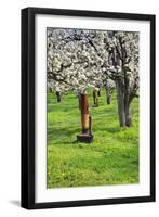 Cherry Orchards of the Oregon Columbia Gorge-Terry Eggers-Framed Photographic Print