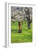 Cherry Orchards of the Oregon Columbia Gorge-Terry Eggers-Framed Photographic Print