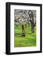 Cherry Orchards of the Oregon Columbia Gorge-Terry Eggers-Framed Photographic Print