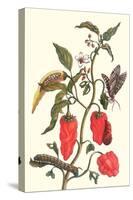 Cherry Pepper and Tobacco Hornworm with Five Spotted Hawkmoth-Maria Sibylla Merian-Stretched Canvas