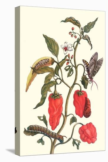 Cherry Pepper and Tobacco Hornworm with Five Spotted Hawkmoth-Maria Sibylla Merian-Stretched Canvas