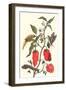 Cherry Pepper and Tobacco Hornworm with Five Spotted Hawkmoth-Maria Sibylla Merian-Framed Art Print