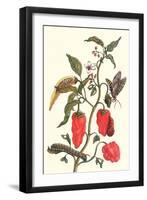 Cherry Pepper and Tobacco Hornworm with Five Spotted Hawkmoth-Maria Sibylla Merian-Framed Art Print