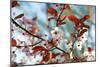 Cherry Plum Flowers in Spring-Skaya-Mounted Photographic Print