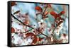 Cherry Plum Flowers in Spring-Skaya-Framed Stretched Canvas